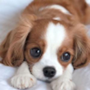 Meet your Posher, Iris